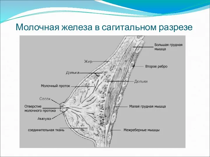 Молочная железа в сагитальном разрезе