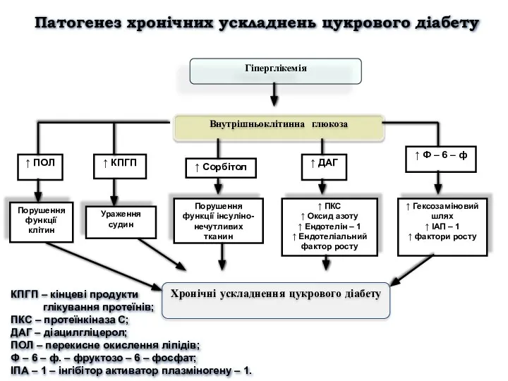 Гіперглікемія Внутрішньоклітинна глюкоза ↑ Гексозаміновий шлях ↑ ІАП – 1 ↑