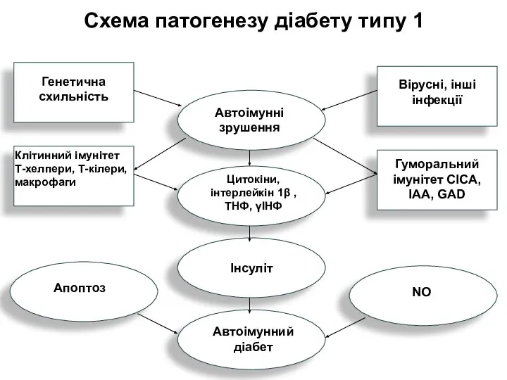 Схема патогенезу діабету типу 1 Генетична схильність Вірусні, інші інфекції Автоімунні