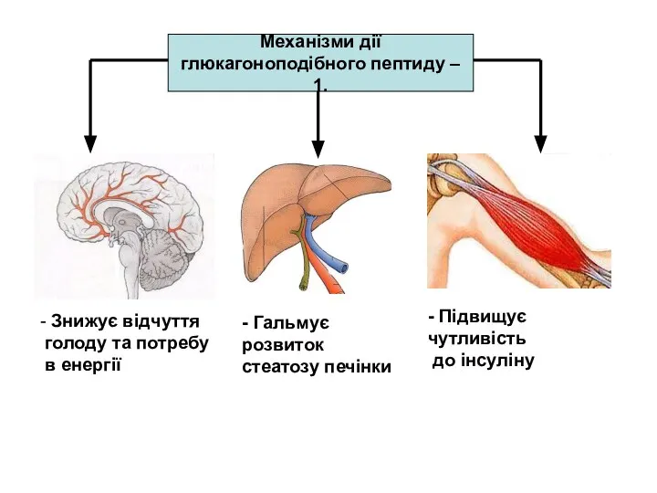 Механізми дії глюкагоноподібного пептиду – 1. - Знижує відчуття голоду та