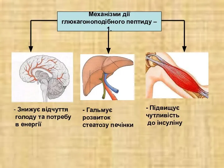 Механізми дії глюкагоноподібного пептиду – 1. - Знижує відчуття голоду та