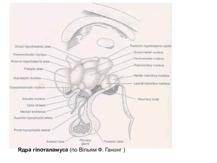 Ядра гіпоталамуса (по Вільям Ф. Ганонг )