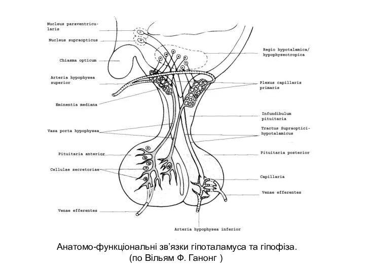 Анатомо-функціональні зв’язки гіпоталамуса та гіпофіза. (по Вільям Ф. Ганонг )