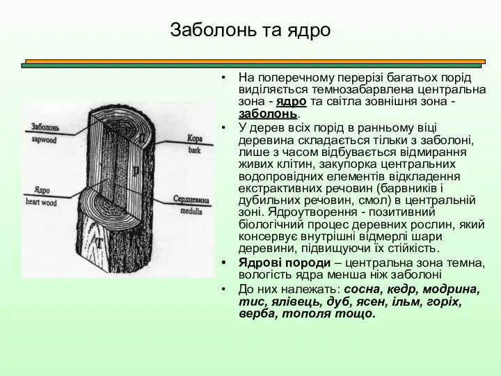 Заболонь та ядро На поперечному перерізі багатьох порід виділяється темнозабарвлена центральна