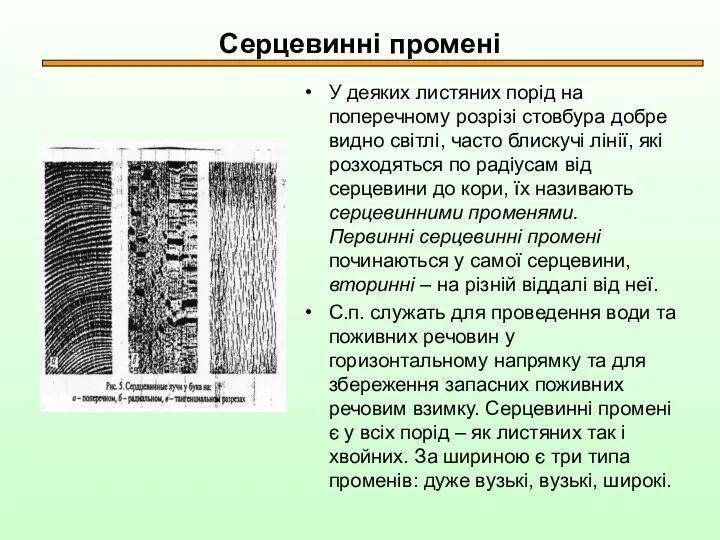 Серцевинні промені У деяких листяних порід на поперечному розрізі стовбура добре