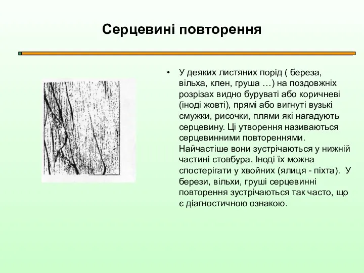 Серцевині повторення У деяких листяних порід ( береза, вільха, клен, груша