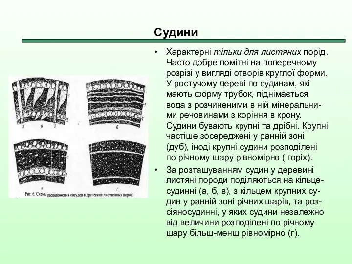 Судини Характерні тільки для листяних порід. Часто добре помітні на поперечному