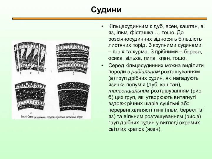 Судини Кільцесудинним є дуб, ясен, каштан, в’яз, ільм, фісташка … тощо.