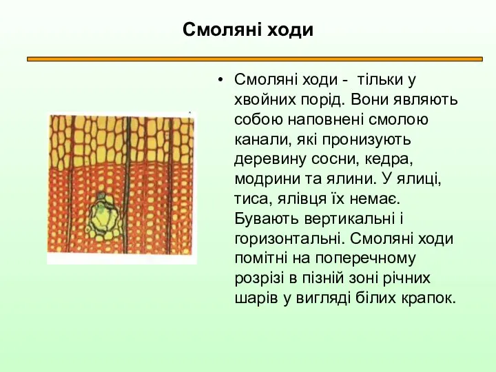 Смоляні ходи Смоляні ходи - тільки у хвойних порід. Вони являють