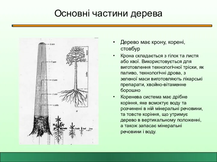 Основні частини дерева Дерево має крону, корені, стовбур Крона складається з