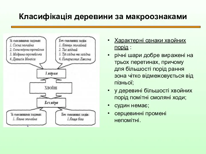 Класифікація деревини за макроознаками Характерні ознаки хвойних порід : річні шари