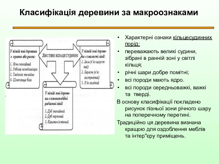 Класифікація деревини за макроознаками Характерні ознаки кільцесудинних порід: переважають великі судини,