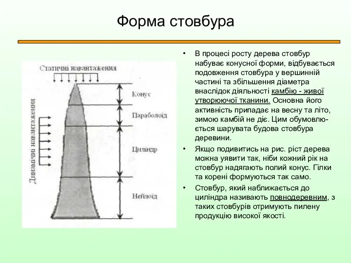 Форма стовбура В процесі росту дерева стовбур набуває конусної форми, відбувається