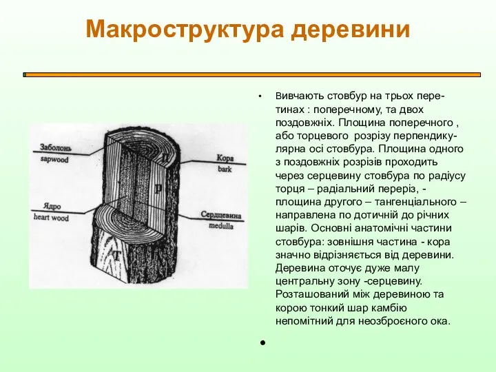 Макроструктура деревини Вивчають стовбур на трьох пере-тинах : поперечному, та двох