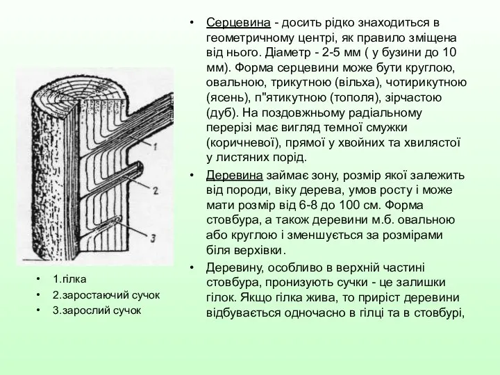 Серцевина - досить рідко знаходиться в геометричному центрі, як правило зміщена