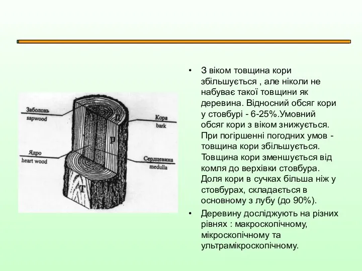 З віком товщина кори збільшується , але ніколи не набуває такої