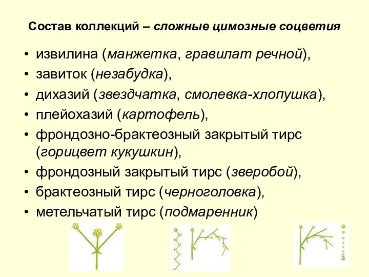 Состав коллекций – сложные цимозные соцветия извилина (манжетка, гравилат речной), завиток