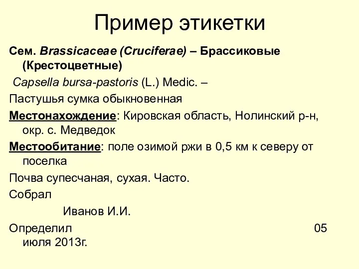 Пример этикетки Сем. Brassicaceae (Cruciferae) – Брассиковые (Крестоцветные) Capsella bursa-pastoris (L.)