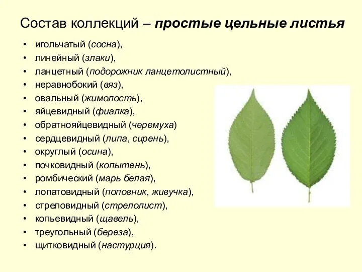 Состав коллекций – простые цельные листья игольчатый (сосна), линейный (злаки), ланцетный