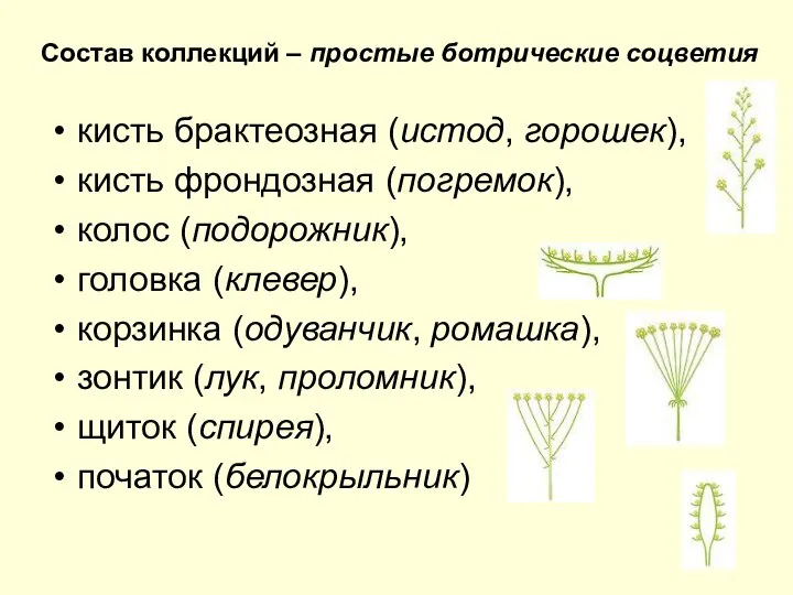 Состав коллекций – простые ботрические соцветия кисть брактеозная (истод, горошек), кисть