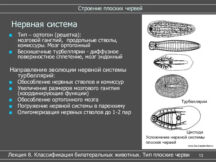 Строение плоских червей Лекция 8. Классификация билатеральных животных. Тип плоские черви