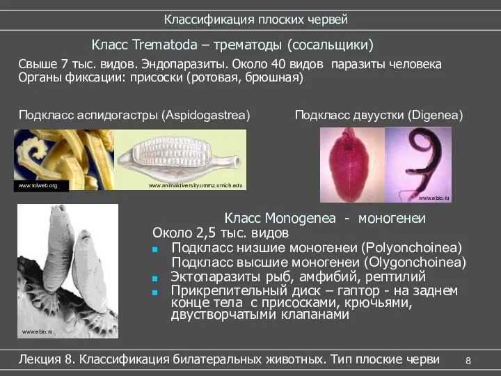 Классификация плоских червей Лекция 8. Классификация билатеральных животных. Тип плоские черви