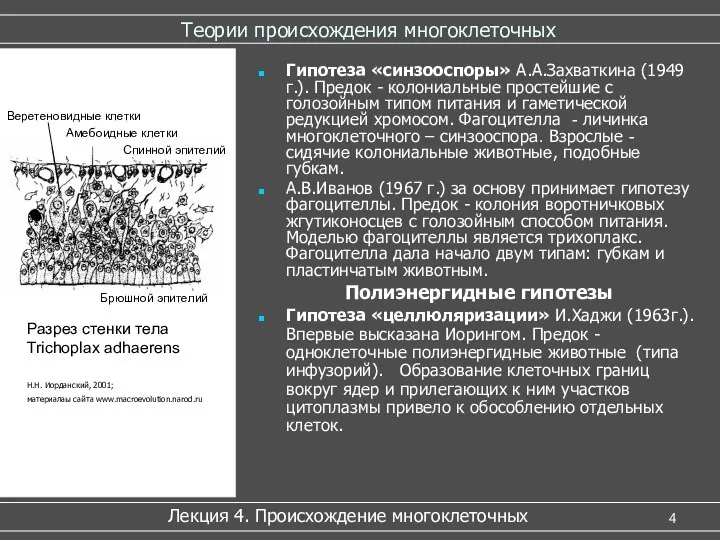 Теории происхождения многоклеточных Гипотеза «синзооспоры» А.А.Захваткина (1949 г.). Предок - колониальные