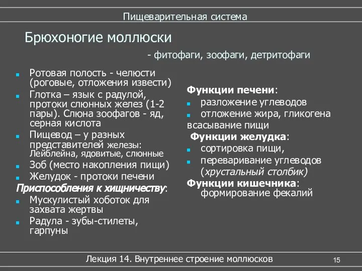 Пищеварительная система Ротовая полость - челюсти (роговые, отложения извести) Глотка –