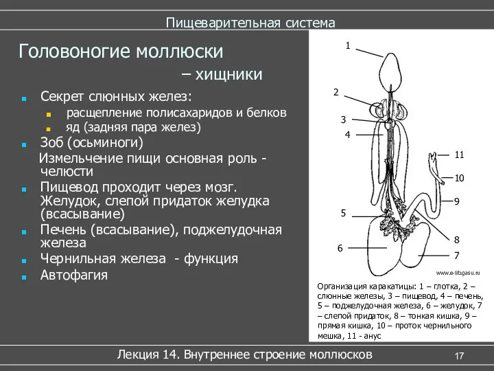 Пищеварительная система Секрет слюнных желез: расщепление полисахаридов и белков яд (задняя