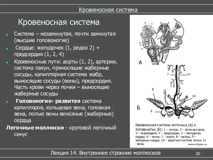 Кровеносная система Система – незамкнутая, почти замкнутая (высшие головоногие) Сердце: желудочек