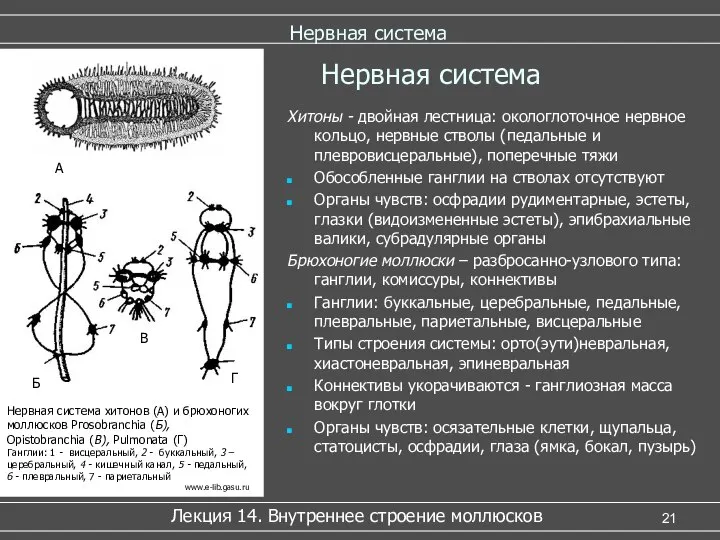 Нервная система Хитоны - двойная лестница: окологлоточное нервное кольцо, нервные стволы