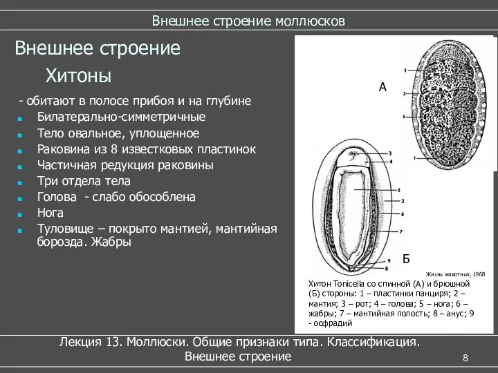 Внешнее строение моллюсков - обитают в полосе прибоя и на глубине