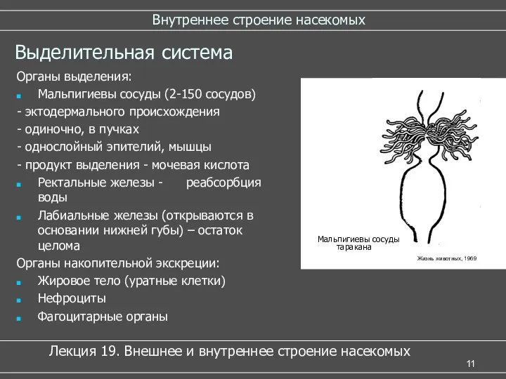 Внутреннее строение насекомых Выделительная система Органы выделения: Мальпигиевы сосуды (2-150 сосудов)