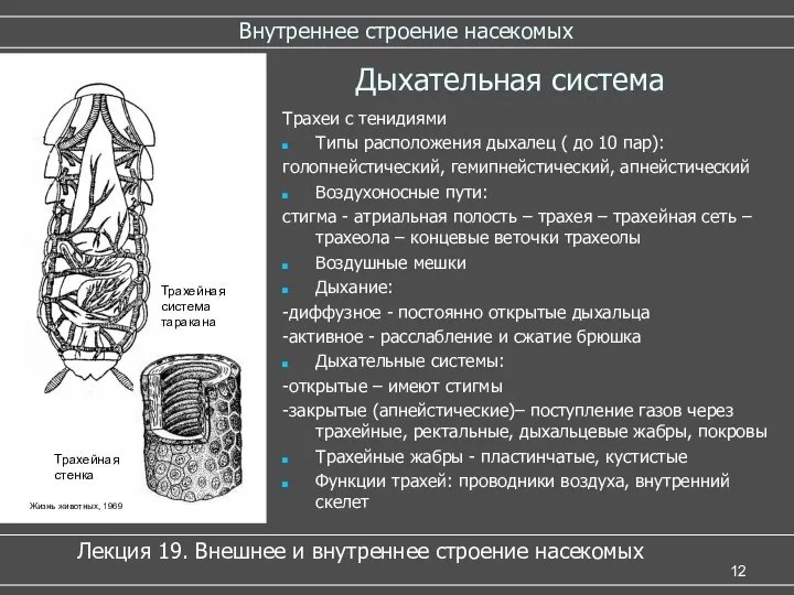 Внутреннее строение насекомых Дыхательная система Трахеи с тенидиями Типы расположения дыхалец