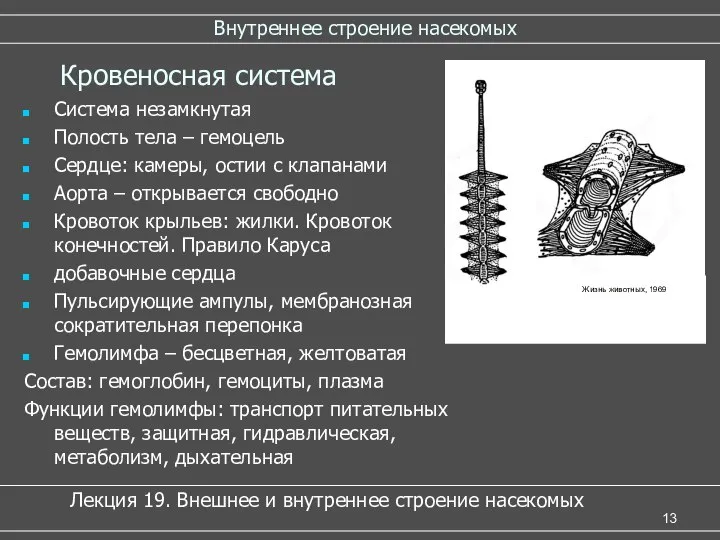 Внутреннее строение насекомых Кровеносная система Система незамкнутая Полость тела – гемоцель