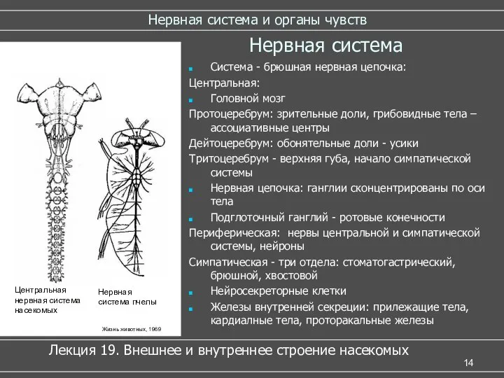 Нервная система и органы чувств Нервная система Система - брюшная нервная