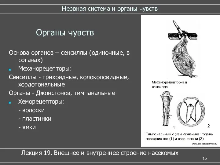 Нервная система и органы чувств Органы чувств Основа органов – сенсиллы