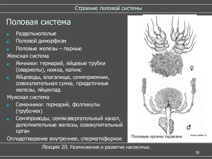 Строение половой системы Лекция 20. Размножение и развитие насекомых. Половая система