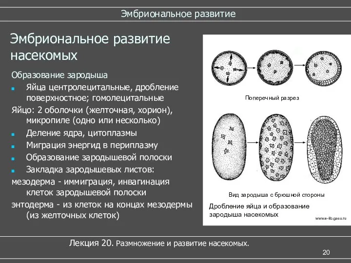 Эмбриональное развитие Лекция 20. Размножение и развитие насекомых. Эмбриональное развитие насекомых