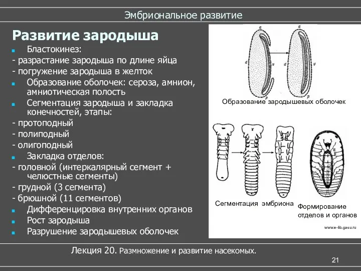 Эмбриональное развитие Лекция 20. Размножение и развитие насекомых. Развитие зародыша Бластокинез: