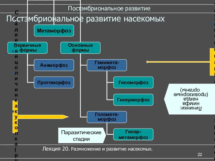 Постэмбриональное развитие Лекция 20. Размножение и развитие насекомых. Постэмбриональное развитие насекомых