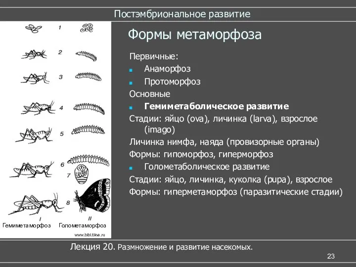 Постэмбриональное развитие Лекция 20. Размножение и развитие насекомых. Формы метаморфоза Первичные: