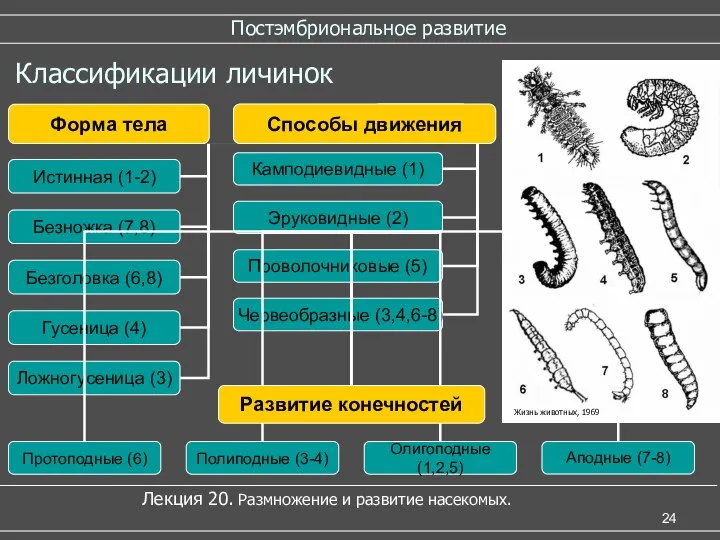 Постэмбриональное развитие Лекция 20. Размножение и развитие насекомых. Классификации личинок Жизнь животных, 1969