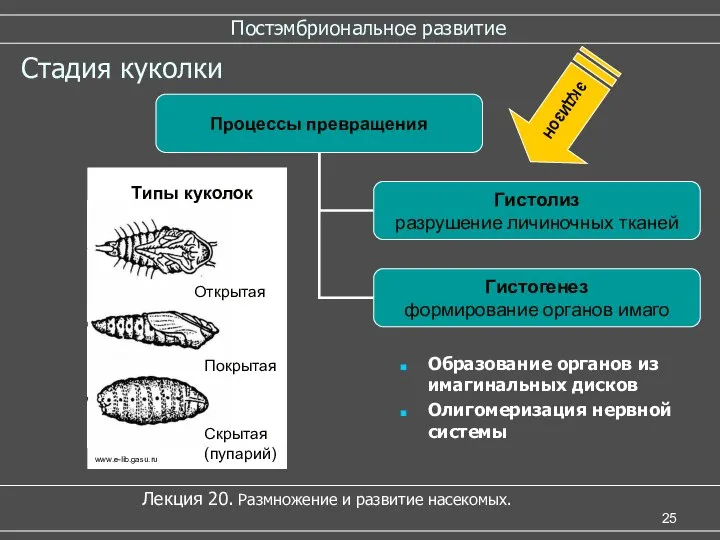 Постэмбриональное развитие Лекция 20. Размножение и развитие насекомых. Стадия куколки Образование