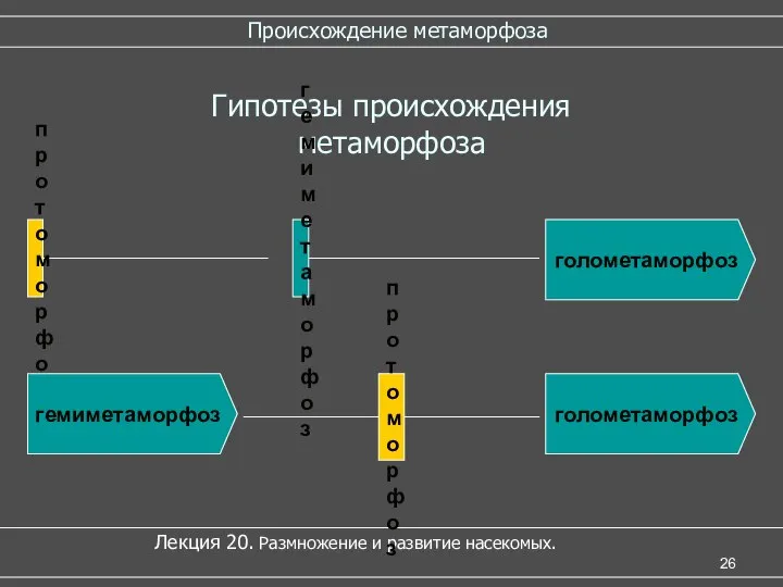 Происхождение метаморфоза Лекция 20. Размножение и развитие насекомых. Гипотезы происхождения метаморфоза