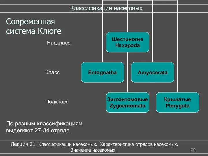 Классификации насекомых Лекция 21. Классификации насекомых. Характеристика отрядов насекомых. Значение насекомых.