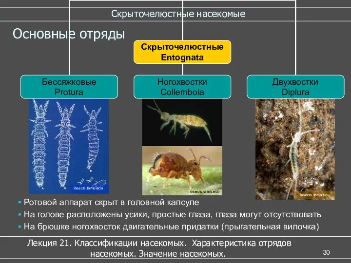 insects.tamu.edu insects.tamu.edu insects.tamu.edu Скрыточелюстные насекомые Лекция 21. Классификации насекомых. Характеристика отрядов