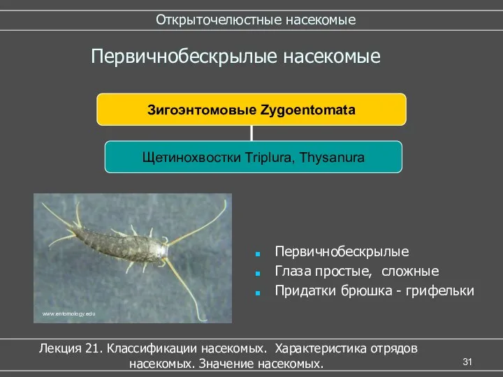 Открыточелюстные насекомые Лекция 21. Классификации насекомых. Характеристика отрядов насекомых. Значение насекомых.