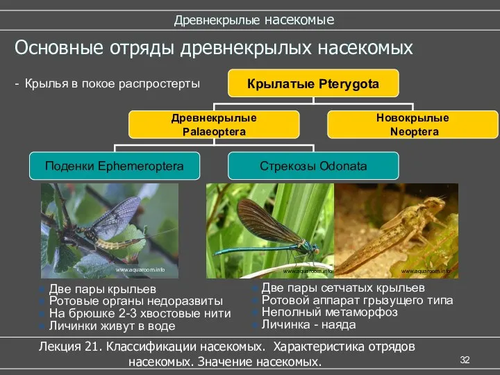 www.aquaroom.info Древнекрылые насекомые Лекция 21. Классификации насекомых. Характеристика отрядов насекомых. Значение