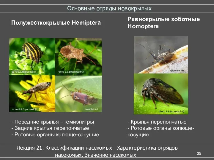 Основные отряды новокрылых Лекция 21. Классификации насекомых. Характеристика отрядов насекомых. Значение